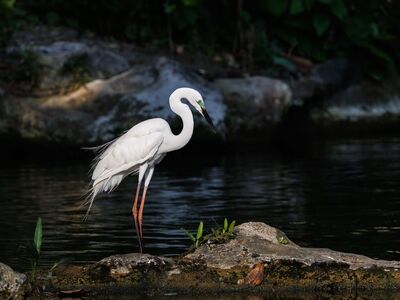 egret, wildlife, nature, wildlife photography, bird photography, tropical nature, asian wildlife, bird, asian birds, water birds, shorebirds, white feathers, wild birds, egret in nature, solitary, bird on rock, green background, safari