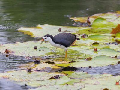 bird, bird photography, wildlife, indonesian, asian birds, tropical wildlife, lily, water plant, pond, wild bird, asian nature, nature, deep green, ecosystem, wetland, nature photography, birdwatching, wild nature, serene