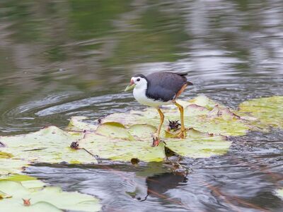 bird, wild, nature photography, nature, exotic bird, bird photography, asian birds, tropical wildlife, water bird, lotus, damp environment, natural habitat, green, black and white, red and yellow, water environment, birdwatching, indonesian animals, lying on a leaf