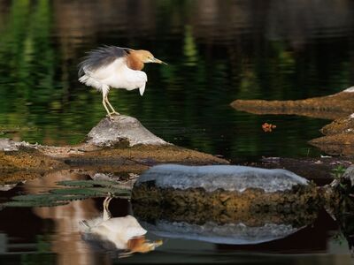 bird, wild bird, exotic bird, bird photography, nature, wildlife photography, birdwatching, asian birds, javan pond heron, lake, reflection, tranquility, balance, colors, bird on rock, natural environment, asian tropics, tropical, rocky environment, water area