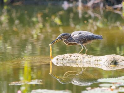 bird, wild bird, nature, bird photography, exotic bird, nature photography, sunset, tropical wildlife, chinese pond heron, birdwatching, avian, fishing, reflection, river, hunting, pond, solitary, water surface, outdoor