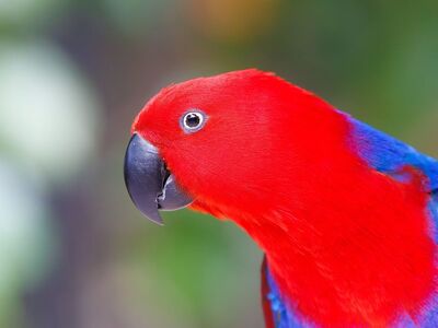 bird, parrot, red, exotic, wild, blue, nature, photography, indonesia, natural environment, asian bird, fauna, tropical, colorful bird, natural, east asia, birdwatching, wings, silhouette, black beak