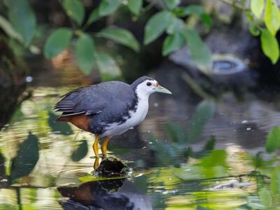 bird, bird in nature, indonesia, exotic bird, wild bird, bird photography, wildlife, nature, tropical wildlife, yellow legs, water habitat, grove, nature photography, white markings, reflection in water, water plants, watching, ornithology, island landscape