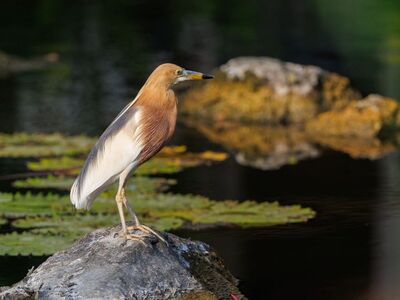 bird, indonesia, wild bird, coastal bird, nature, wildlife, water lilies, serenity, bird photography, nature photography, javan pond heron, calm water, wetland, ornithology, nesting site, summer, exotic birds, southeast asia, birdwatching, tropical environment