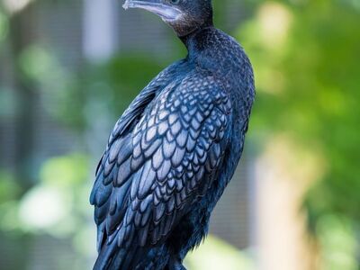 bird, exotic bird, wildlife, wildlife photography, bird photography, nature photography, birdwatching, birding, water bird, asian bird, endemic, tropical wildlife, indonesian bird, natural habitat, wild bird, aviculture, green background, capturing nature, nature, southeast asian nature