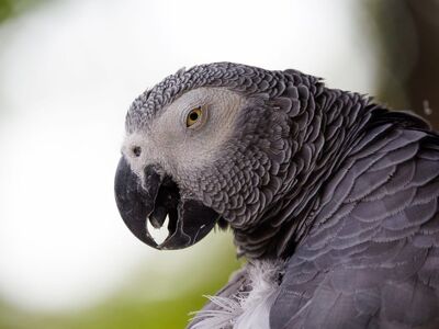 bird, parrot, nature, wildlife, gray, feathers, close-up, profile, face, zoo, wild, animal photography, ornithology, plank, portrait, detailed, eye, beak, parts, maternity