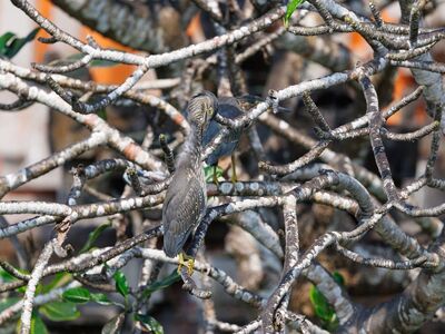 bird, wildlife, nature photography, bird photography, trees, nest, asian birds, exotic bird, natural habitat, nature, indonesia, birdwatching, bird feathers, branches, tropical wildlife, camouflage, birder, branch-nesting bird, summertime, ecology