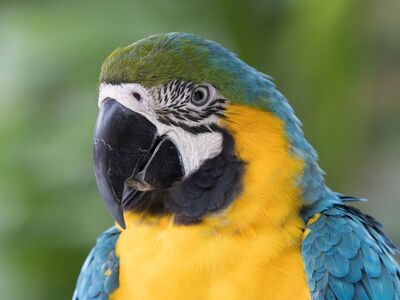 parrot, blue-and-yellow macaw, exotic birds, wildlife, bird photography, nature, yellow, blue, birdwatching, beak, small bird, macaw, natural habitat, bird eye, avian, detail, asian birds, southeast asian birds, close-up eyes