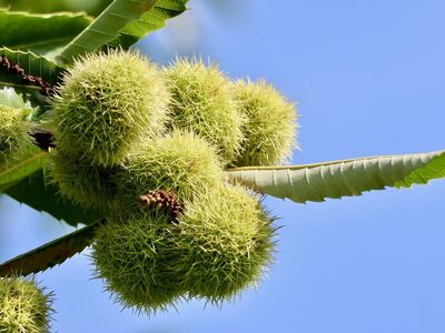 chestnut, tree, blue, sky, leaf, spiky, yellow, autumn, nature, fruit, leaf edge, sunshine, botany, green, branches, growth, horticulture, shiny, garden, shrub
