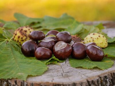 chestnuts, autumn, leaves, wood, bark, trunk, nature, autumn leaves, chestnut bark, forest fruits, natural texture, rustic, background, tree stump, countryside, garden decor, rural life, nuts, botany, fruits