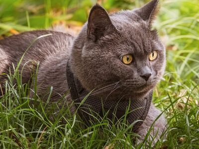 cat, gray fur, british shorthair, yellow eyes, grass, outdoors, profile, collar, pet, watching, animal, garden, natural environment, curiosity, mammal, comfort, beauty, outdoor activities, relaxed, cat eyes, nature