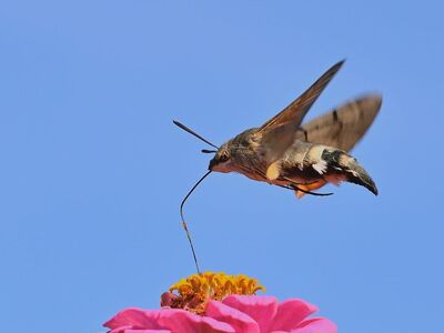 hummingbird moth, zinnia, flower, flying, blue sky, nature, wings, pollination, garden, care, red zinnia, macro, detail, color contrast, insect, summer season, daylight, weather, color, proboscis