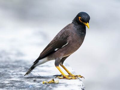 bird, insectivorous bird, myna, yellow beak, black bird, bird in nature, exotic bird, wildlife, bird portrait, close-up, animal portrait, wild bird, beak, mountains, light blue background, nature, yellow legs, beautiful bird, ornithology