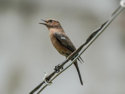 bird, perching, nature, singing, wings, birdsong, brown, wire, grey, sharp, animal, wildlife, wild birds, black tail, summer, natural habitat, fauna, ornithology, birdwatching
