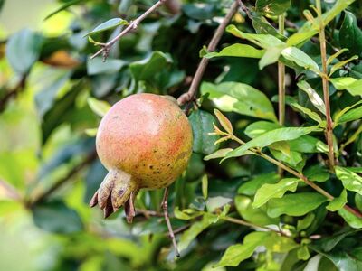 pomegranate, fruit on tree, ripe fruit, garden plant, leaves, botany, nature, green color, red color, summer season, crop, agriculture, healthy eating, vitamins, food cultivation, freshness, health benefits, exotic fruit, natural environment, fruit cultivation