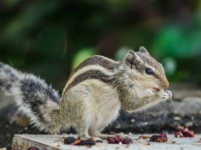 squirrel, wildlife, outdoor, nature, small animal, foraging, natural environment, animal kingdom, feeding, stripes, small creatures, bushy tail, rodent, garden, fresh flowers, fruit, nuts, lifestyle, flying squirrel, forest