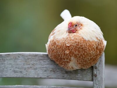 chicken, hen, bird, feathers, fluffy, sitting, garden, nature, farm animal, calm, outdoors, wood, chair, surface, looking, preening, cute, comfortable, domesticated, pet, weathered