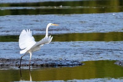 heron, nature, wildlife, bird, waterbird, wings, beak, feathers, lake, river, swamp, ornithology, birdwatching, water body, landscape, puddle, foraging, movement, natural environment, tranquility