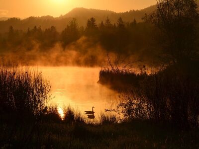 pond, water, cool backgrounds, beautiful wallpaper, nature background, nature, steam, free wallpaper, sunrise, 4k wallpaper 1920x1080, 4k wallpaper, trees, hills, contrast, full hd wallpaper, hd wallpaper, silhouette, bird, weeds, orange, wallpaper, nature wallpaper, desktop backgrounds, background, beautiful nature, reflection, mist, calm, mac wallpaper, natural landscape, golden, wallpaper 4k, free background, dawn, laptop wallpaper, wallpaper hd, windows wallpaper, peace