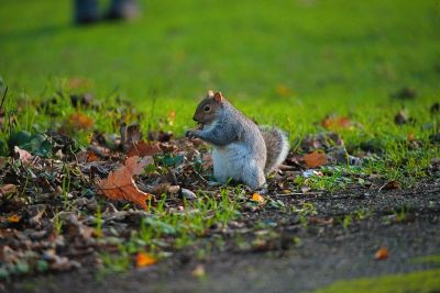 squirrel, nature, wild, leaves, wildlife, cute, furry, green grass, animal, ground, eastern gray squirrel, autumn, outdoor, bug, foraging, calm, fur, background, animal activities, sunlight, England, United Kingdom, Bedford
