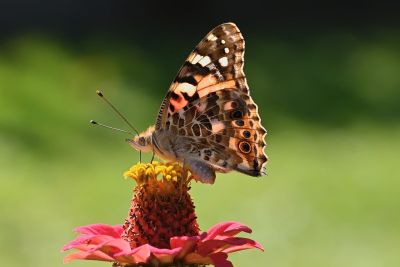 butterfly, painted lady, zinnia, garden, nature, macrophotography, wing, bloom, close-up, detail, color, summer scene, pollination, nature photography, yellow, insect, fairly, petal, bright