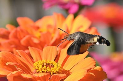 hummingbird hawk-moth, zinnia, bright orange, close-up, flying, garden, wings, pollination, summer, nature, attraction, petals, insect, macro photography, natural habitat, natural beauty, daylight, observation, vibrant, flowering plant