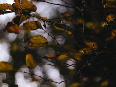 50mm, nature