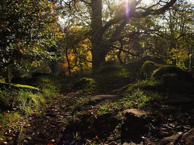 nature