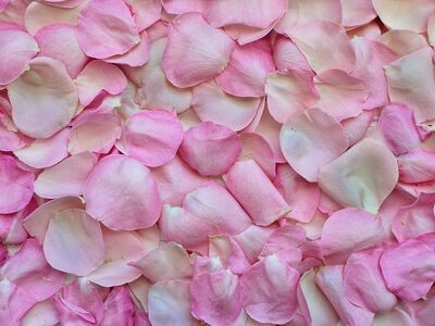 rose petals, pink, background, free background, wallpaper 4k, love, valentine's day, valentines, romance, romantic, windows wallpaper, wedding, flower, cool backgrounds, nature, hd wallpaper, flora, color, free wallpaper, desktop backgrounds, rose wallpaper, pink nature, laptop wallpaper, beautiful wallpaper, pink background, floral background, pink love, pink flower, full hd wallpaper, pink rose, pink wedding, 4k wallpaper 1920x1080, wallpaper hd, beautiful flowers, flower wallpaper, 4k wallpaper, pink wallpaper, mac wallpaper, pink color, flower background, pink natural