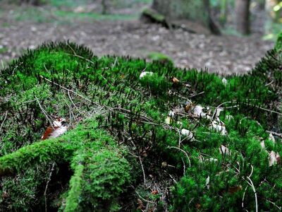 forest, nature