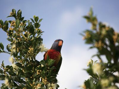 parrot, bird, perched, animal, feathers, plumage, beak, bill, bird watching, ornithology, animal world, nature, exotic, fauna, wildlife, parrot, parrot, parrot, parrot, parrot