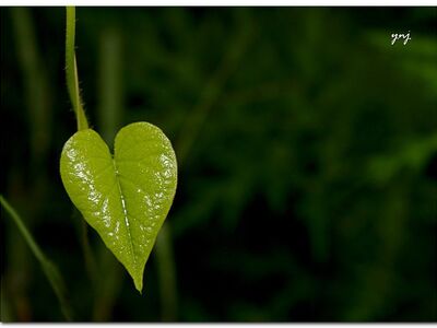 canon, canonrebelxs, green, heart, india, joshi, leaf, maharashtra, nature, pune, sigmaapodgmacro70300, viaflickrqcom, yogendra, bright, dew