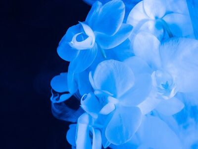 floral, abstract, flower background, flower, beautiful flowers, colorful, blue, nature, fantasy, smoke, dream, blue flower, blue abstract, flower wallpaper, blue fantasy, blue smoke, blue dream