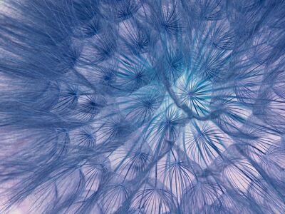 dandelion, 4k wallpaper, 4k wallpaper 1920x1080, seeds, flower, windows wallpaper, cool backgrounds, nature, macro, blooms at, spring, wind, summer, blue, white, hd wallpaper, from close, wildflower, color, structure, beautiful wallpaper, umbrella, beautiful flowers, flower background, light, laptop wallpaper, full hd wallpaper, mac wallpaper, fantasy, inverse, wallpaper 4k, free background, floral background, wallpaper hd, background, free wallpaper, close, desktop backgrounds, fluffy, flower wallpaper