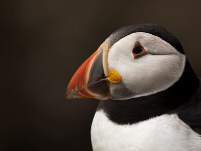 bird, puffin, ornithology, nature, species, fauna, avian, animal, beak, wild, plumage