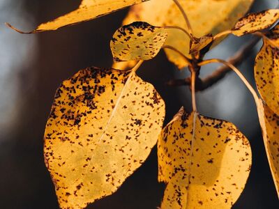 autumn, foliage, leaves, fall season, nature