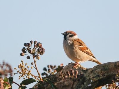 bird, sparrow, ornithology, species, fauna, avian, animal, wildlife, nature, sperling, songbird