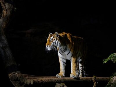 tiger, animal, wildlife, predator, nature, wildcat, feline, mammal, animal photography, zoo, tiergarten, nuremberg, fur, template
