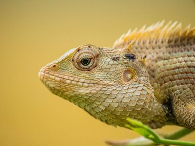 animal, wildlife, nature, chameleon, reptile, species, fauna, creature