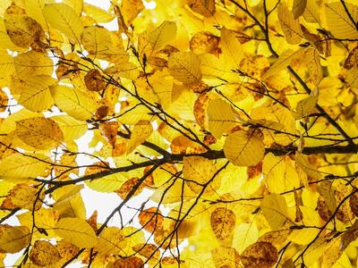 leaves, laptop wallpaper, hd wallpaper, branch, autumn, yellow leaves, 4k wallpaper, foliage, wallpaper 4k, tree, plant, full hd wallpaper, mac wallpaper, wallpaper hd, free wallpaper, windows wallpaper, nature, desktop backgrounds, free background, texture, beautiful wallpaper, cool backgrounds, background, 4k wallpaper 1920x1080, floral background, fall, season