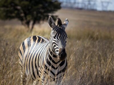 zebra, africa, wildlife, species, fauna, animal, mammal, nature, equine