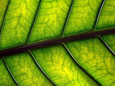 leaf, leaf veins, plant, nature, closeup