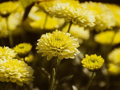 chrysanthemum, 4k wallpaper 1920x1080, flowers, plant, yellow flowers, cool backgrounds, blossom, bloom, mac wallpaper, laptop wallpaper, fall, autumn, wallpaper hd, flower wallpaper, autumn flowers, beautiful flowers, nature, beautiful wallpaper, flora, wallpaper 4k, desktop backgrounds, background, beautiful, 4k wallpaper, botanical, full hd wallpaper, flower background, botany, bright, windows wallpaper, bunch, hd wallpaper, colorful, floral background, free background, free wallpaper, closeup