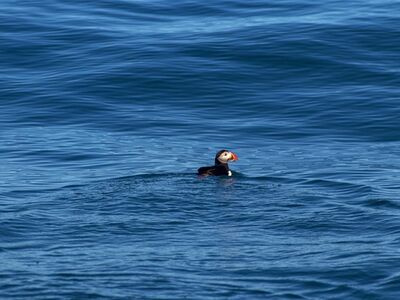 puffin, bird, ocean, wild, animal, nature, puffin, puffin, puffin, puffin, puffin
