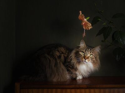 cat, wallpaper hd, desktop backgrounds, mac wallpaper, hd wallpaper, full hd wallpaper, windows wallpaper, pet, laptop wallpaper, 4k wallpaper, flower wallpaper, floral background, beautiful flowers, free wallpaper, animal, flower background, flower, beautiful wallpaper, cool backgrounds, 4k wallpaper 1920x1080, nature, free background, wallpaper 4k, hibiscus, dark, background