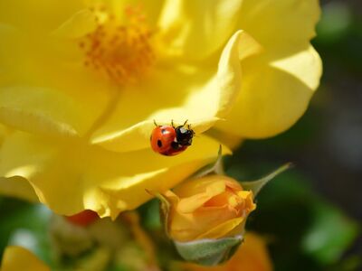 ladybug, beautiful flowers, roses, yellow roses, nature, blooms, yellow flowers, flora, flying beetle, lucky charm, beetle, aphid hunter, insect, floral background, flower wallpaper, flowers background, nature wallpaper, summer, garden, blossoms, flower, fana, hd wallpaper, flower background, coccinellidae