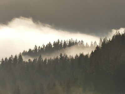 forest, nature, fog, monochrome, landscape