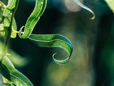 leaf, plant, green, garden, texture, nature