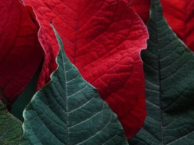 leaves, poinsettia, beautiful wallpaper, plant, christmas star, red leaves, green leaves, floral background, nature, background, foliage
