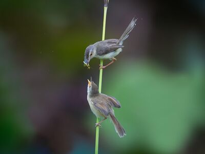 birds, wildlife, ornithology, animals, nature, avian